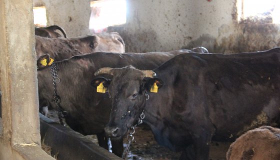 Büyükbaş Kurbanlıklarımız (2021 Güncel)